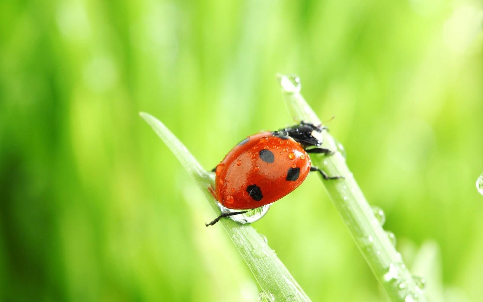 Ladybug Computer Wallpapers, Desktop Backgrounds