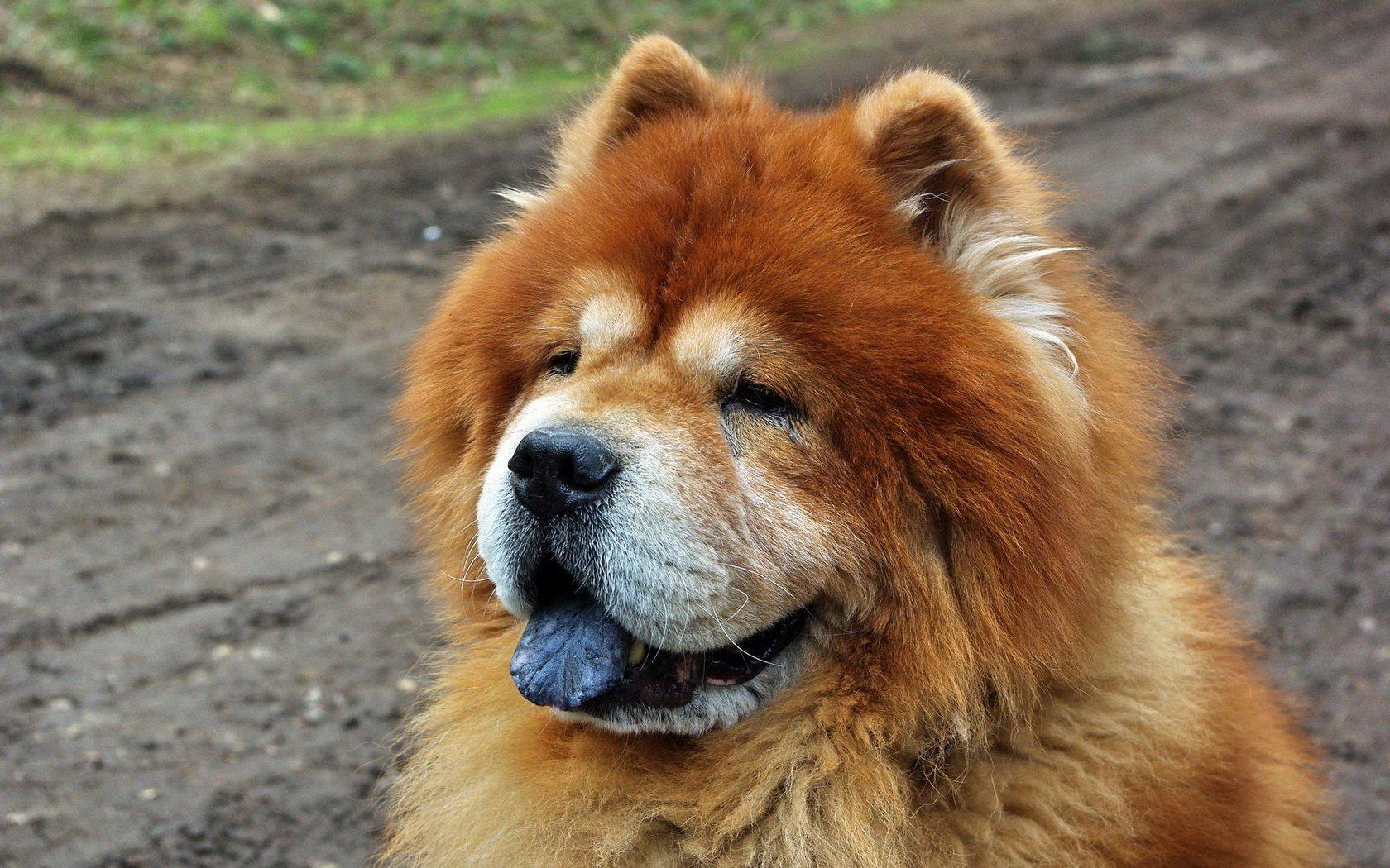 Chow Chow Wallpapers and Backgrounds Image