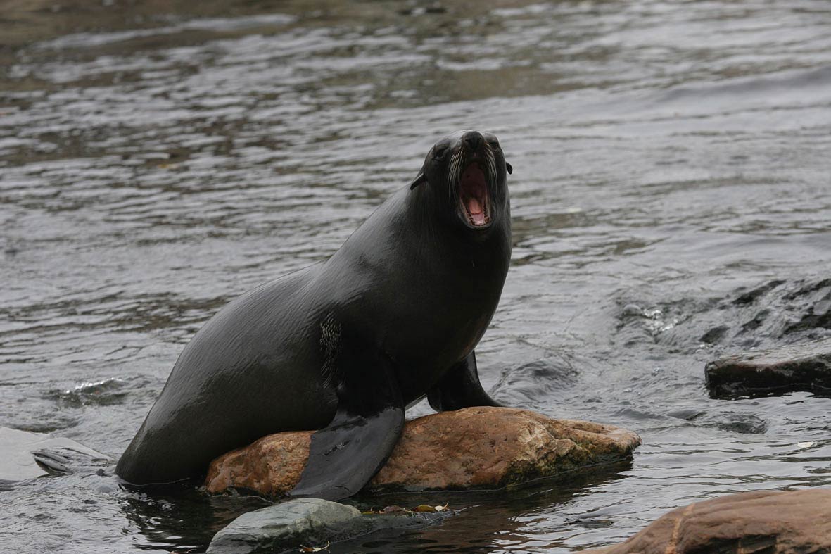 Eared Seal Wallpapers