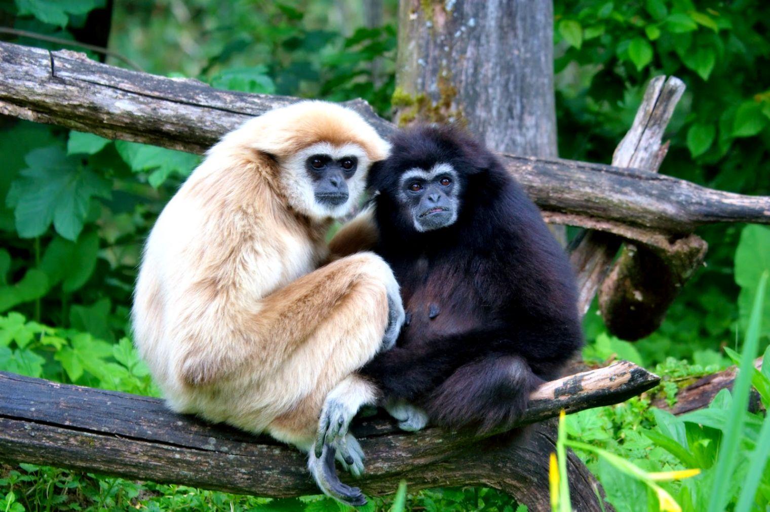 Gibbon Hd Wallpapers