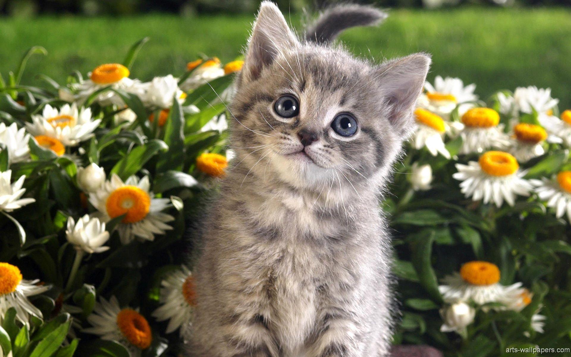 Wallpapers For > Kittens Wallpapers