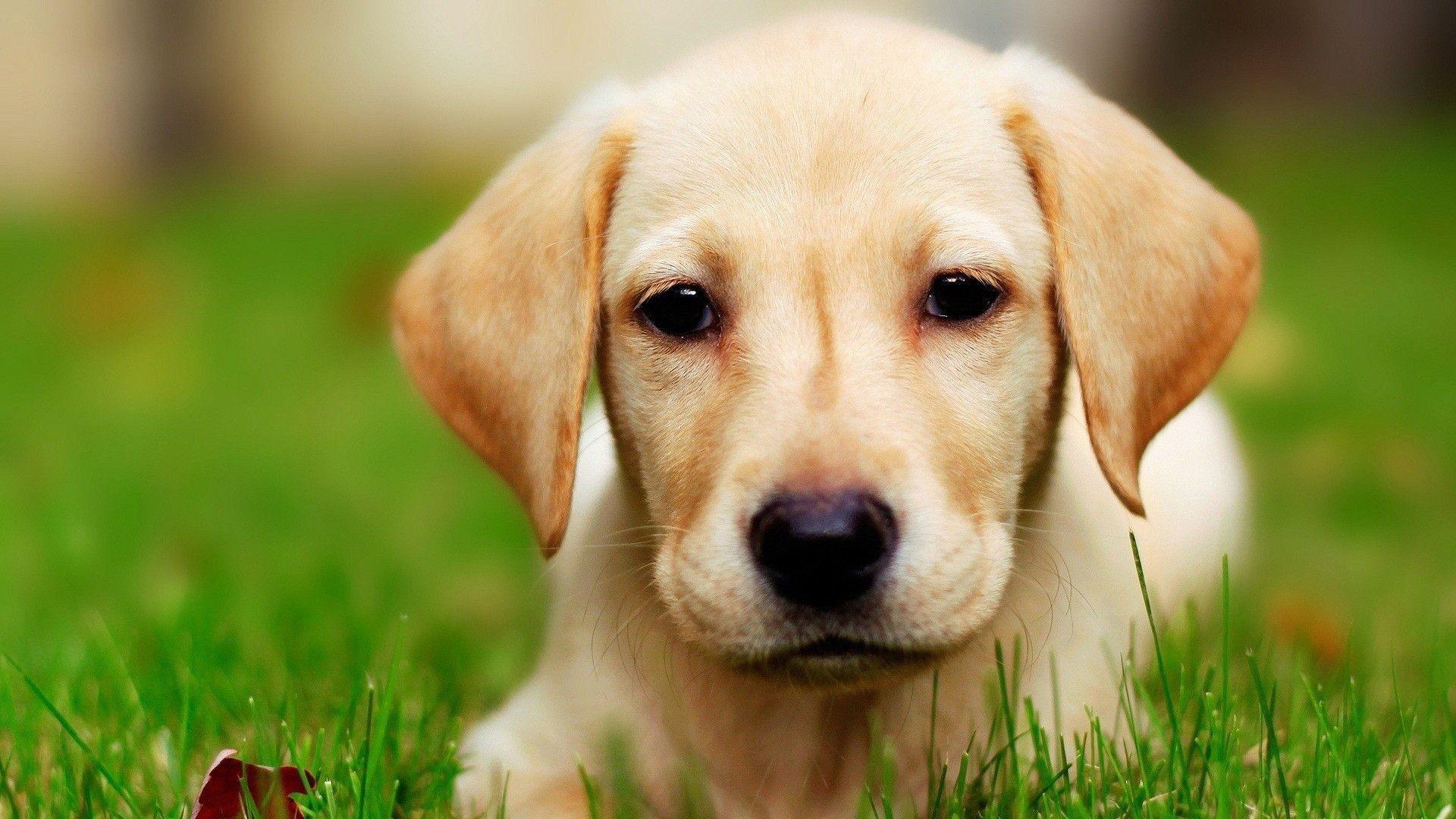 Dog Labrador wallpapers