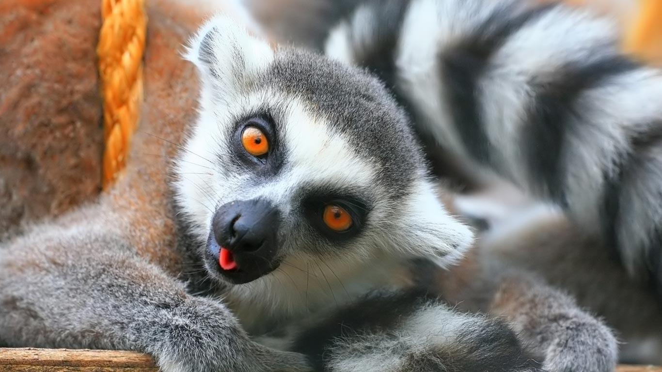 43+ Lemur Wallpapers