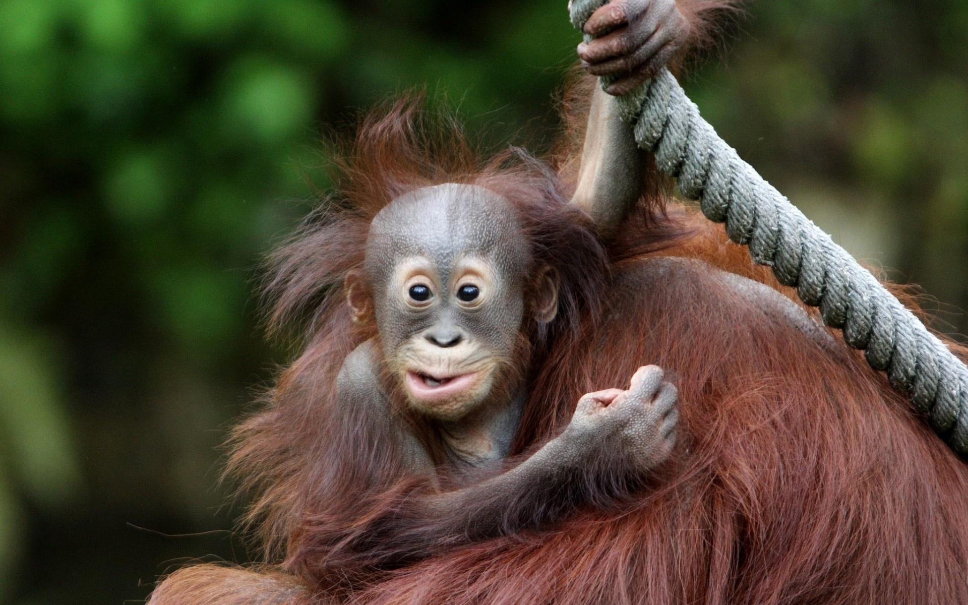 Orangutan HD Wallpapers