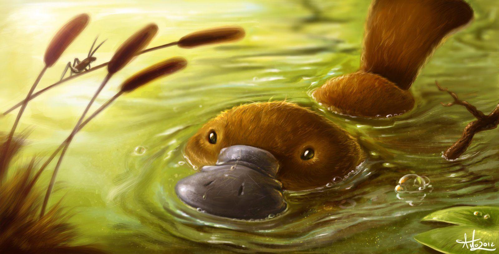 12 Platypus HD Wallpapers