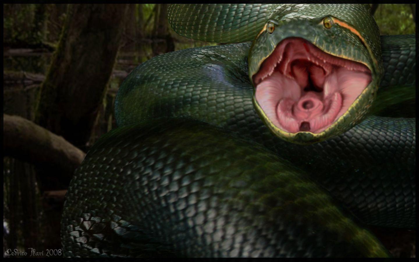 Wallpapers Anaconda