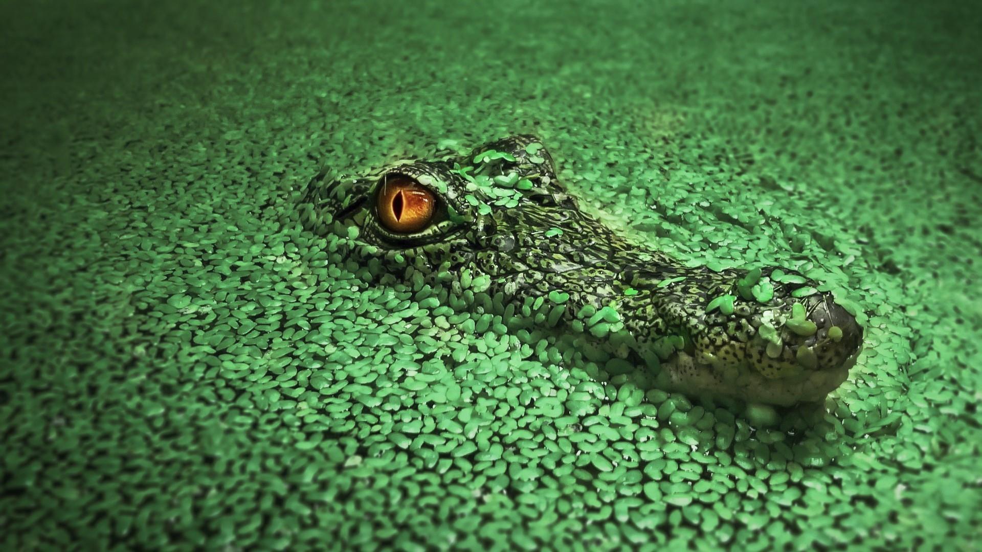 Nile Crocodile HD Wallpapers