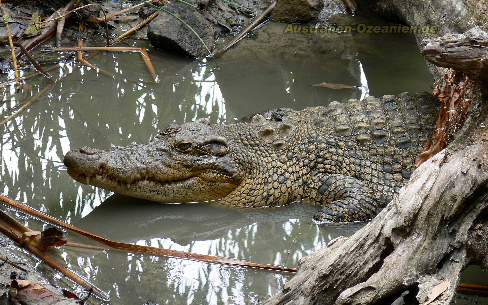 American Crocodile Wallpapers 10