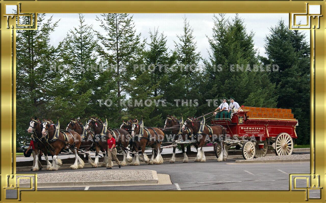 budweiser clydsdales f1 anheuser busch wide