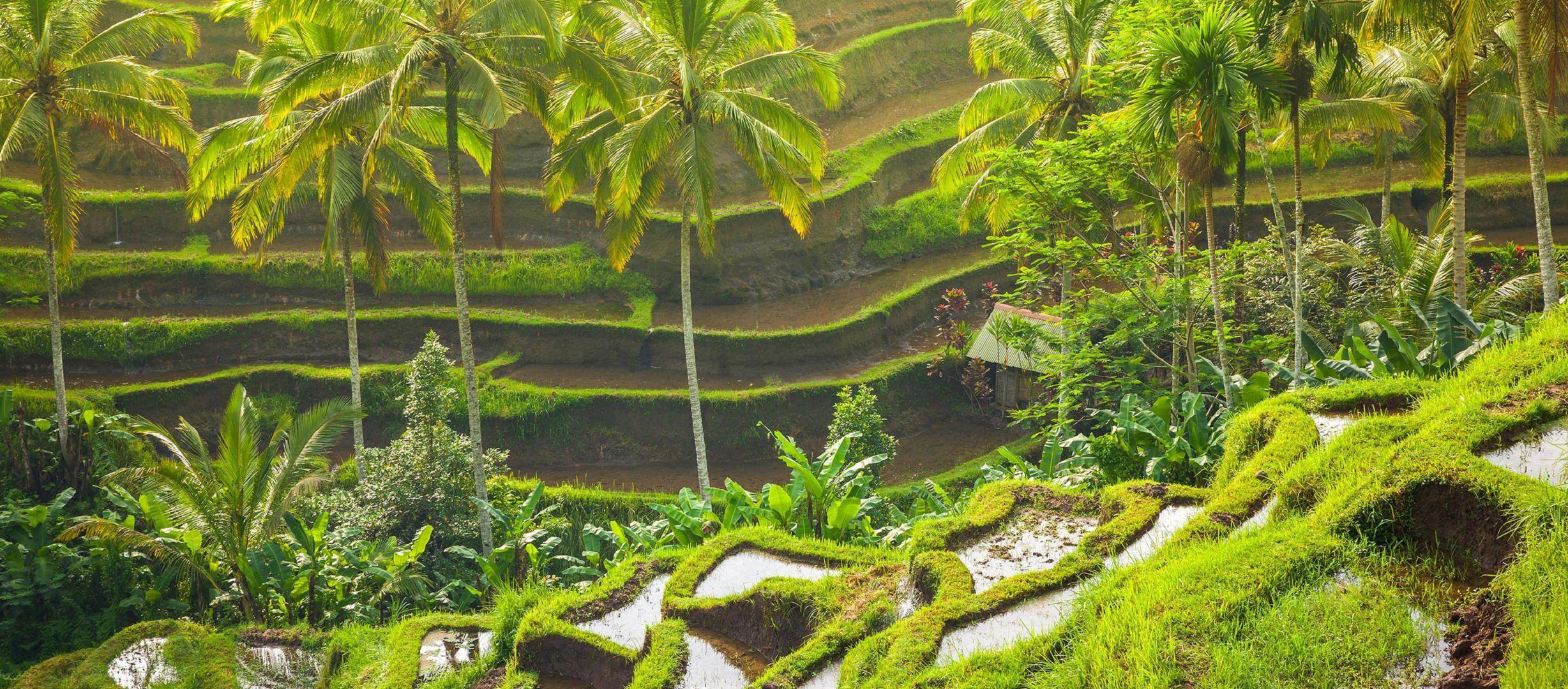 Ubud Wallpapers Image Photos Pictures Backgrounds