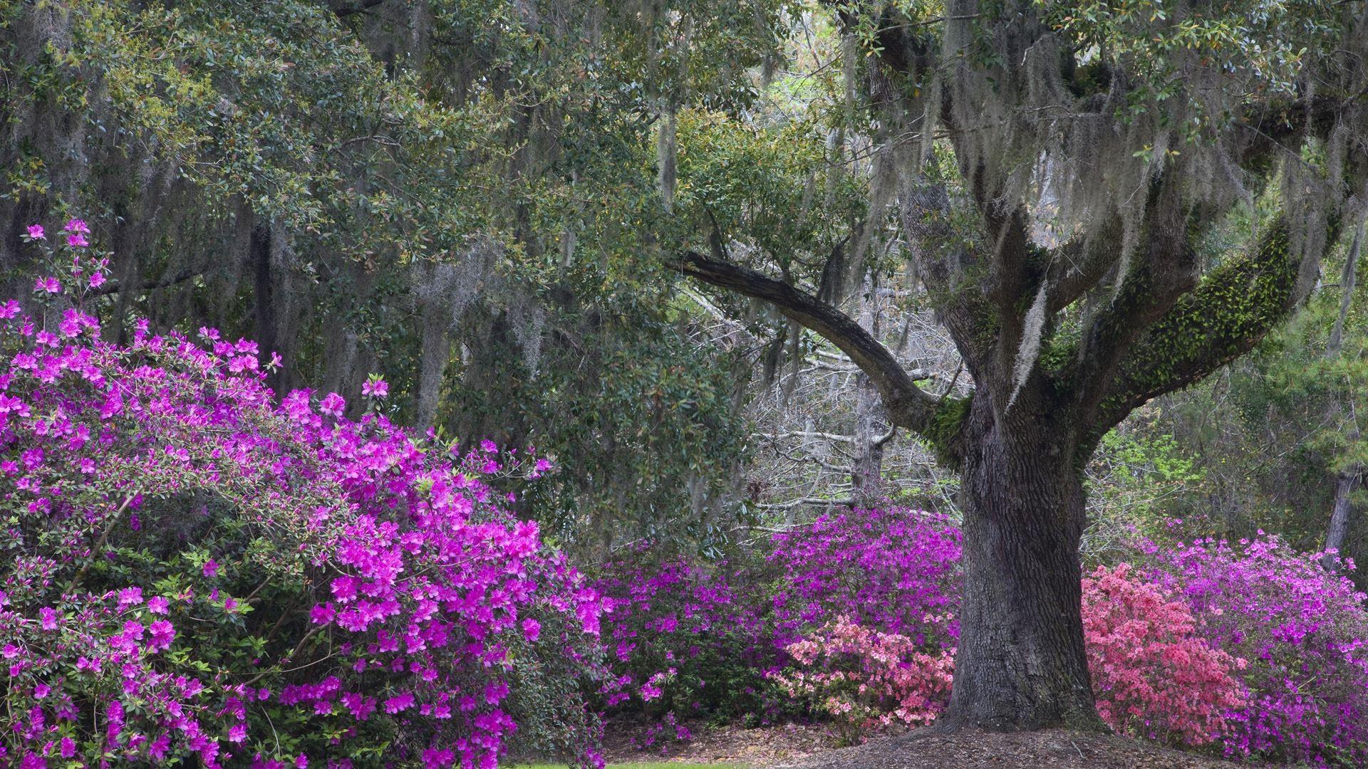 south carolina state flower wallpapers