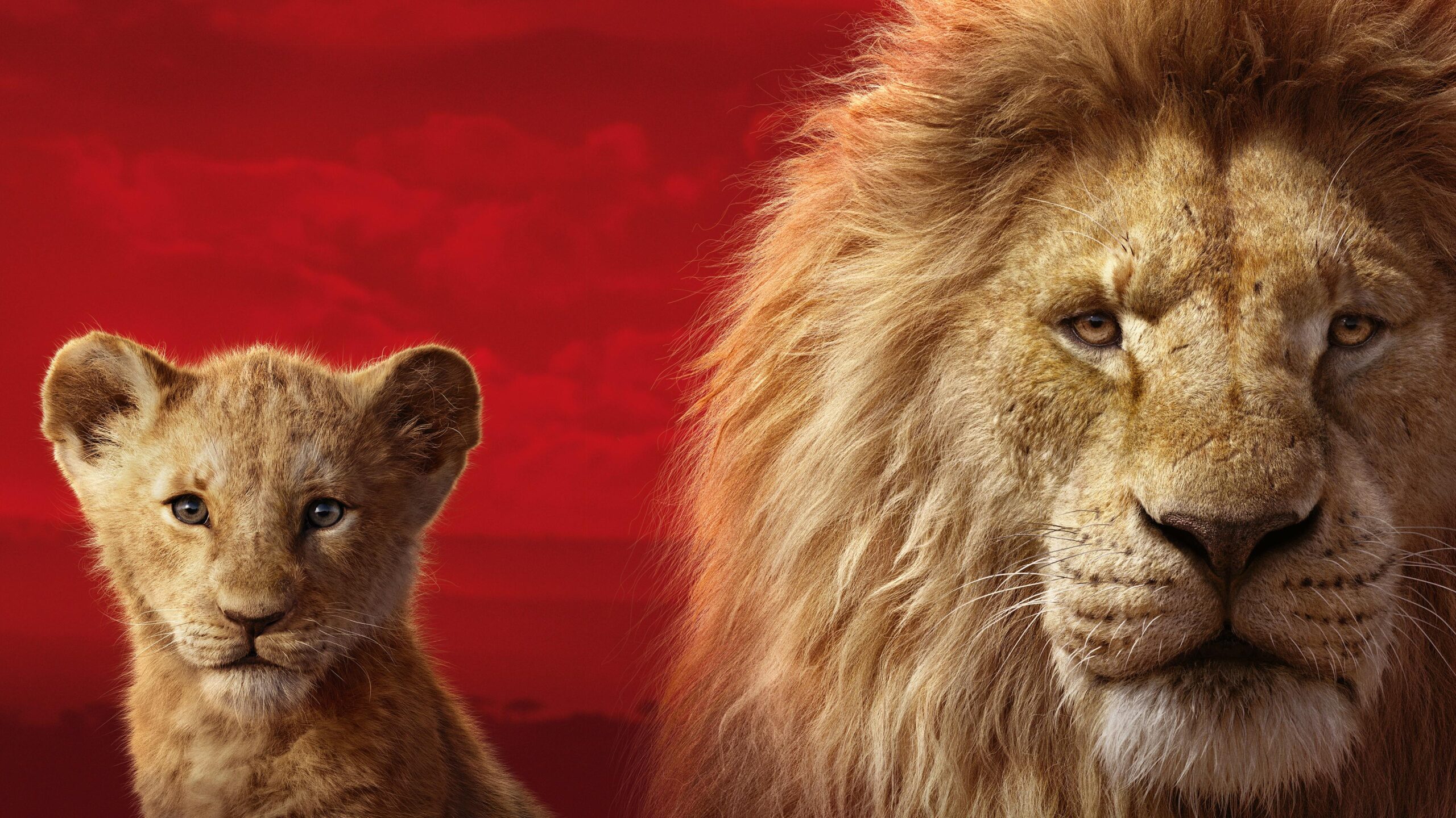 Wallpapers 4k The Lion King 2019 2019 movies wallpapers, 4k