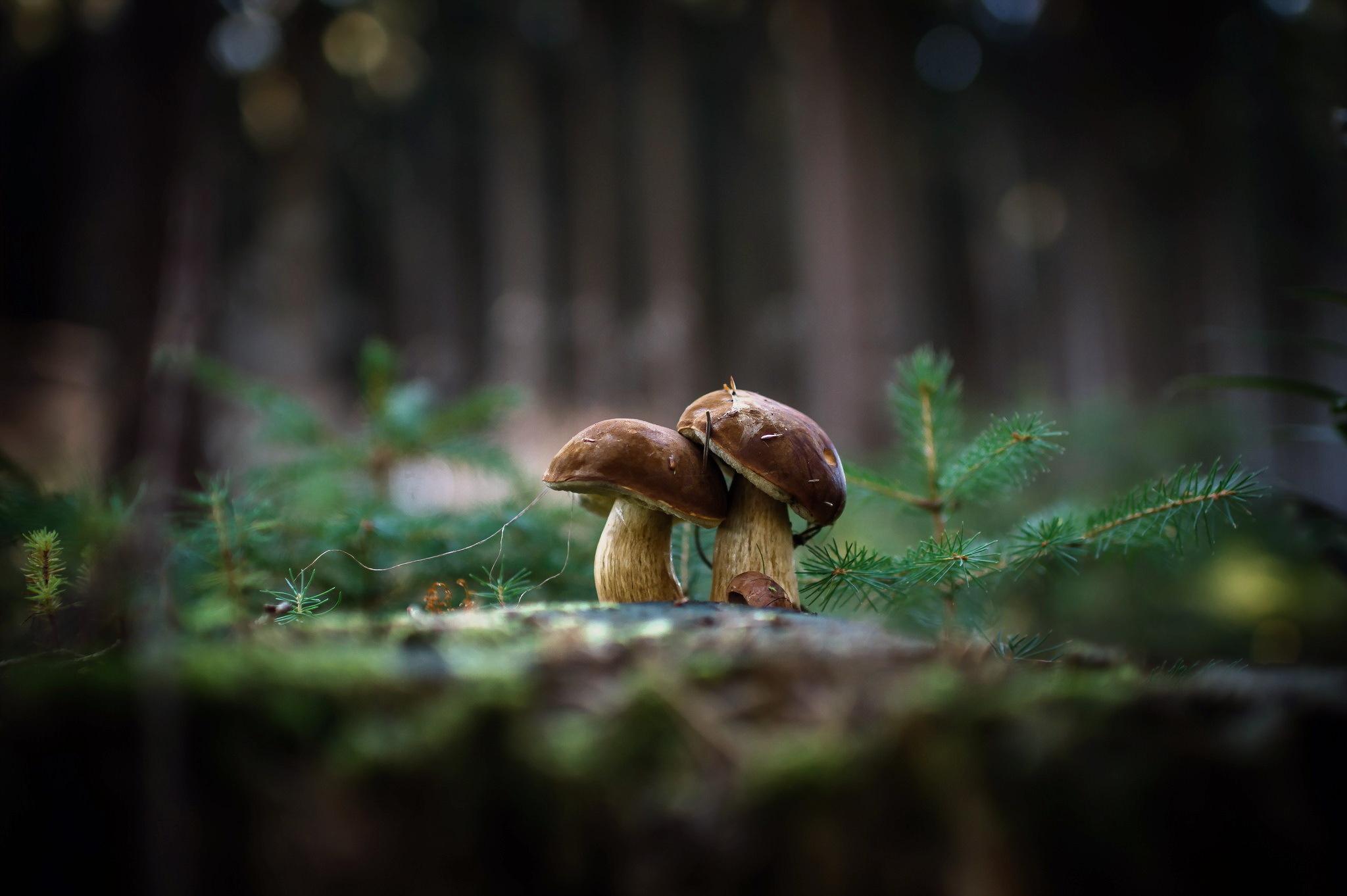 Mushroom wallpapers