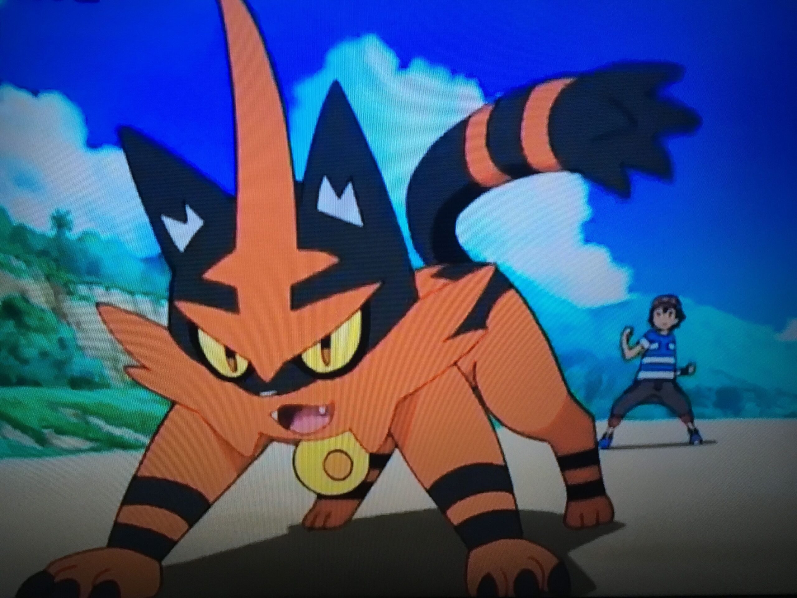 Ash’s torracat