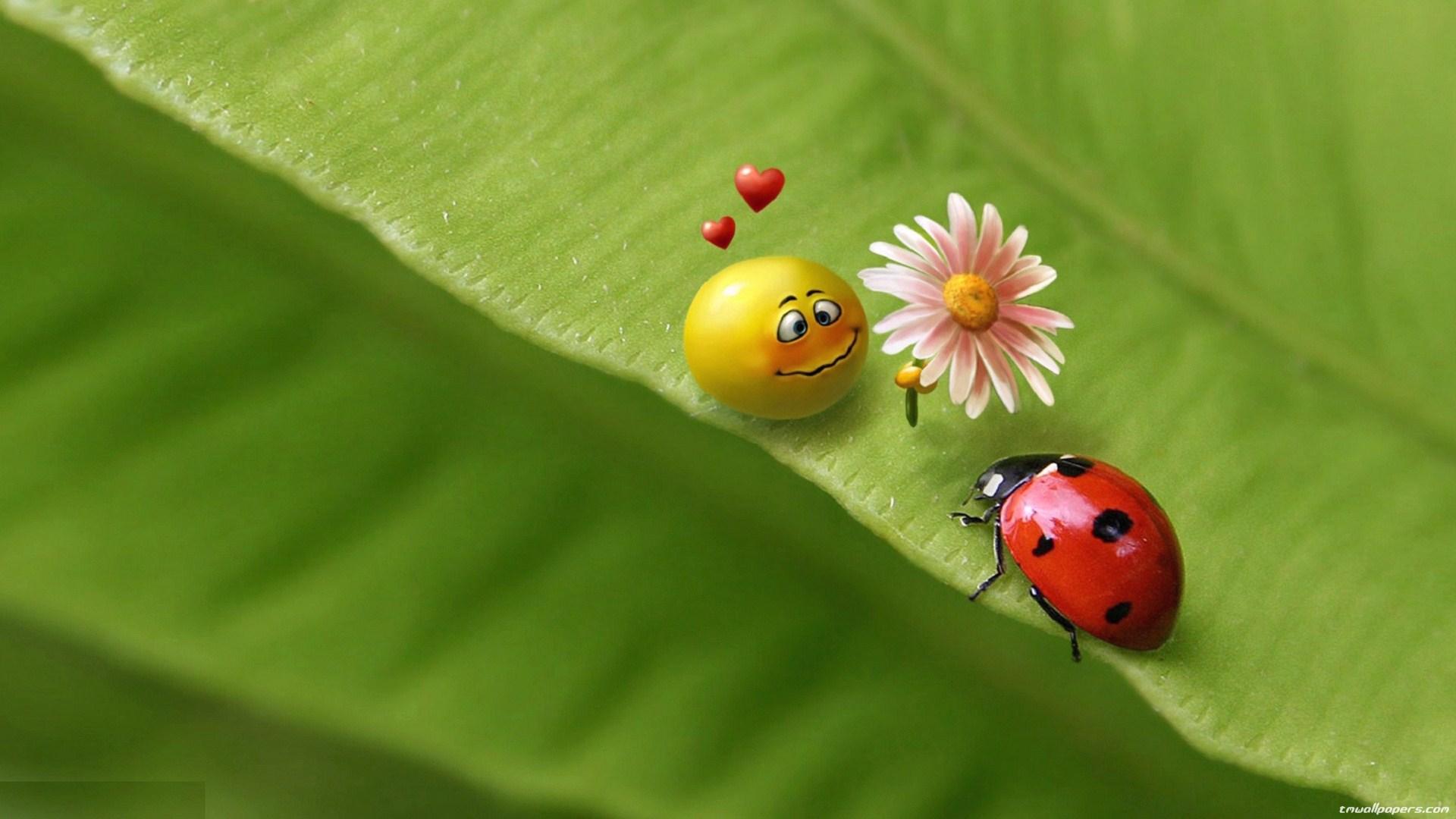 Ladybird Wallpapers