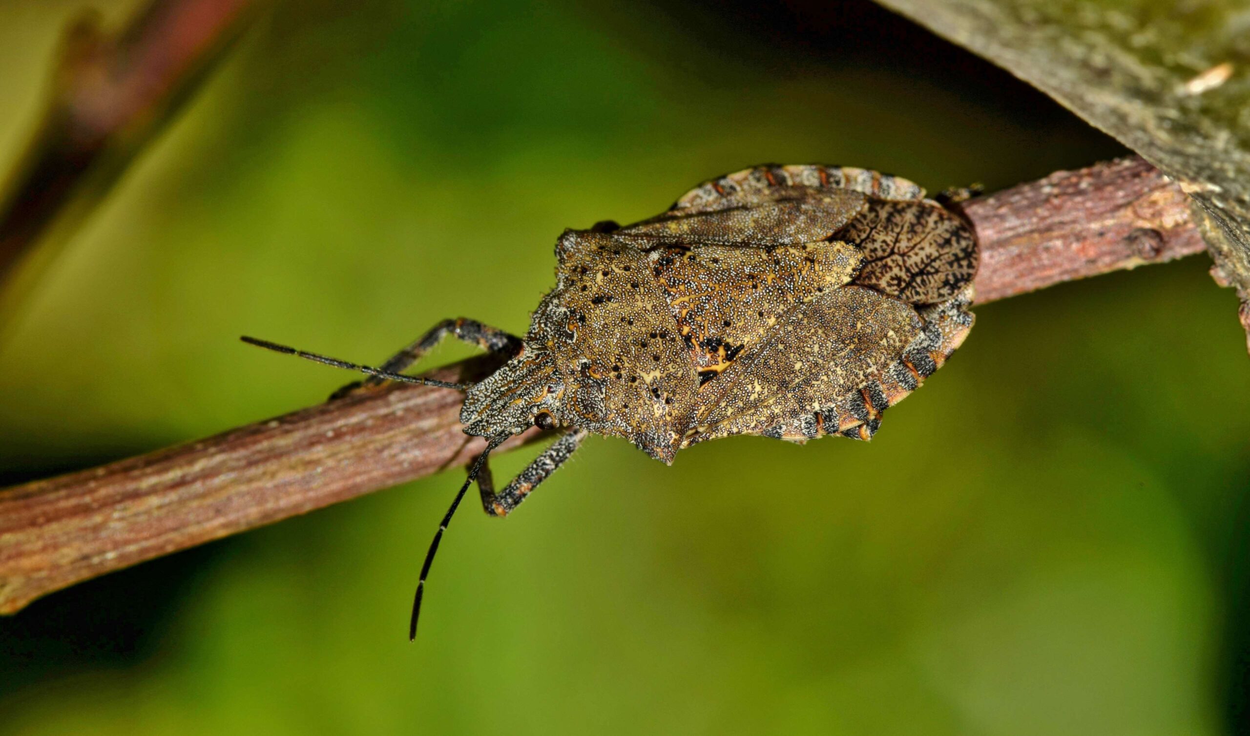 antennae, arthropod, biology, brochymena sulcata, brown bug