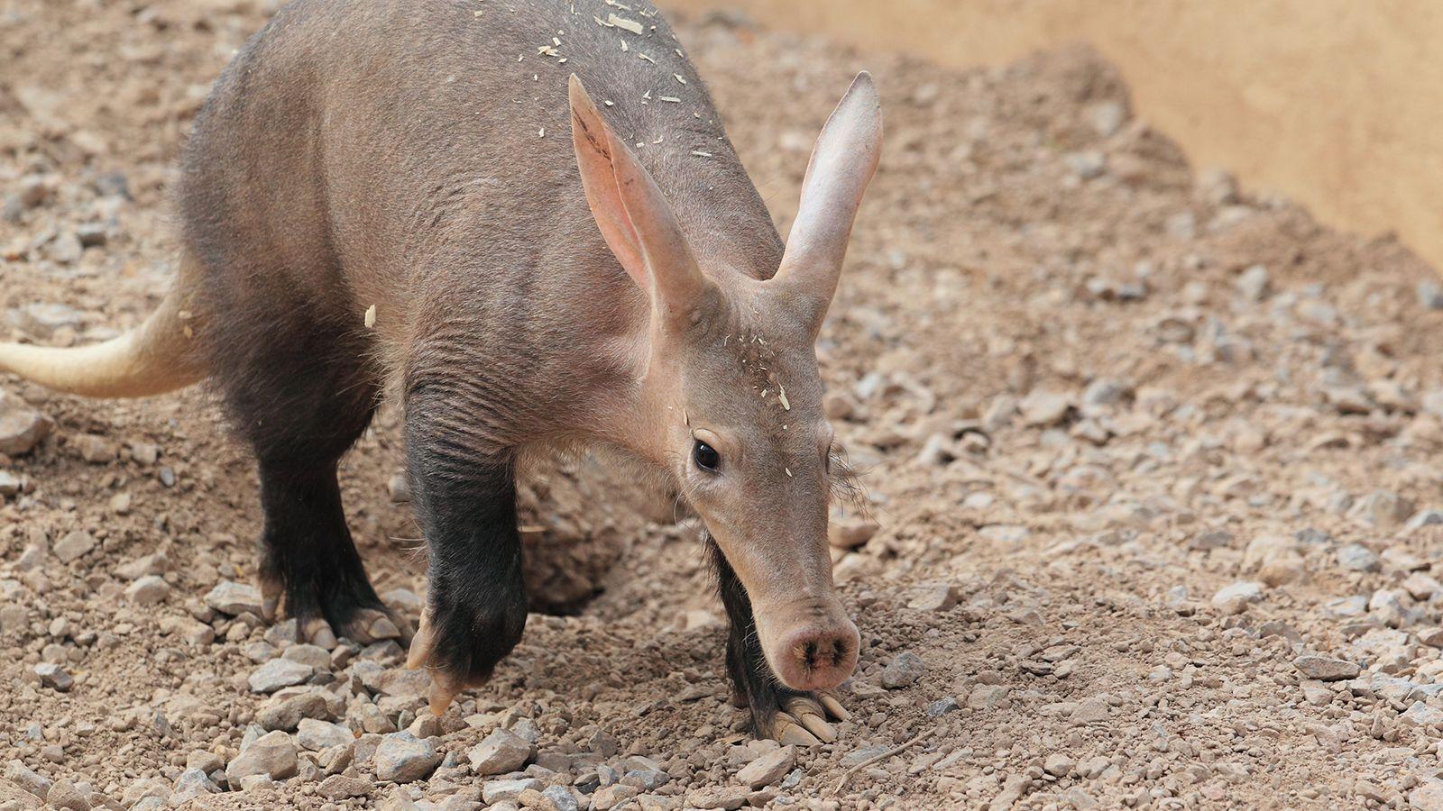 Top 77 Aardvark Wallpapers