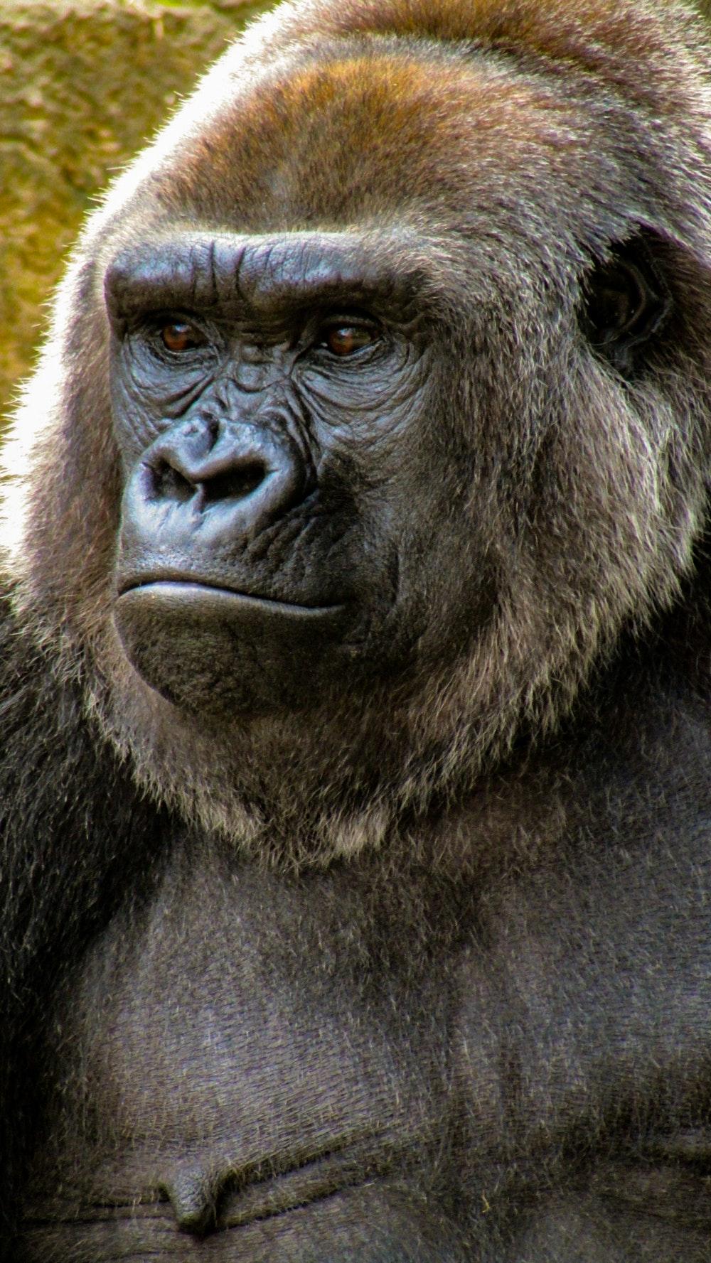 500+ Gorilla Pictures