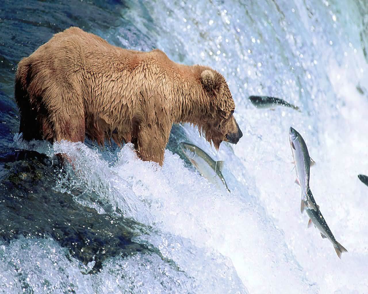 Grizzly Bear Animal Wallpapers