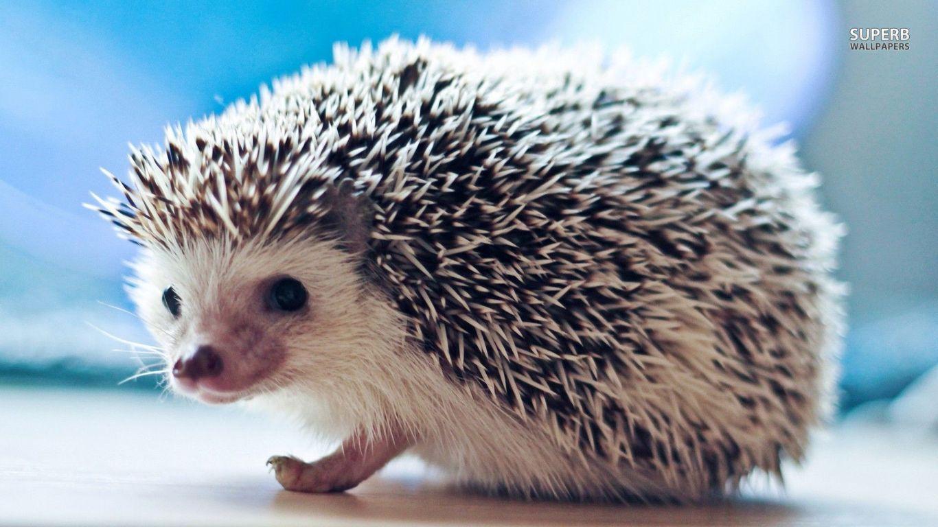 Cute Baby Hedgehogs Cute baby hedgehog wallpapers