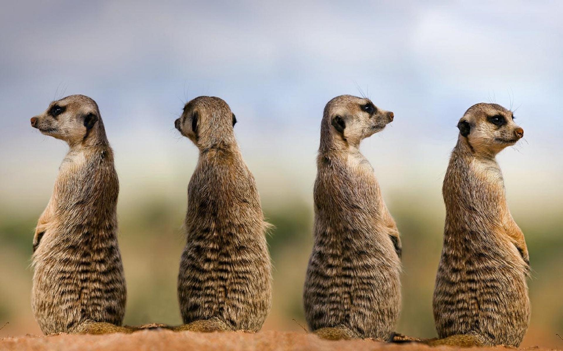 Meerkat HD Wallpapers