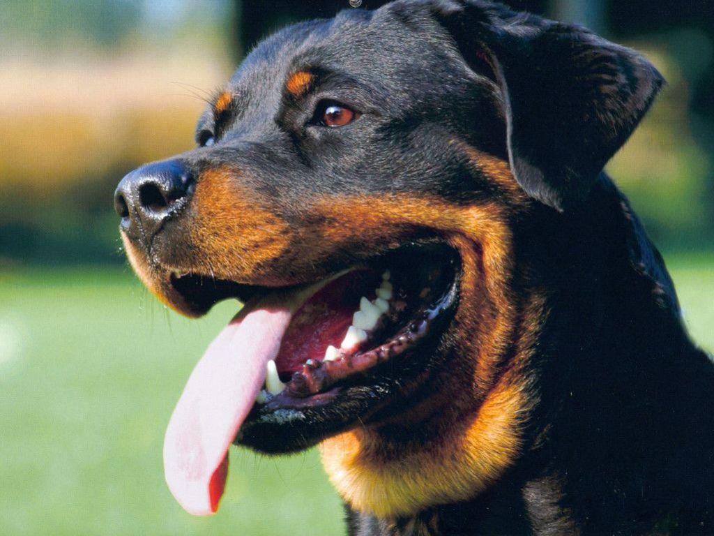 Image For > Rottweiler Wallpapers