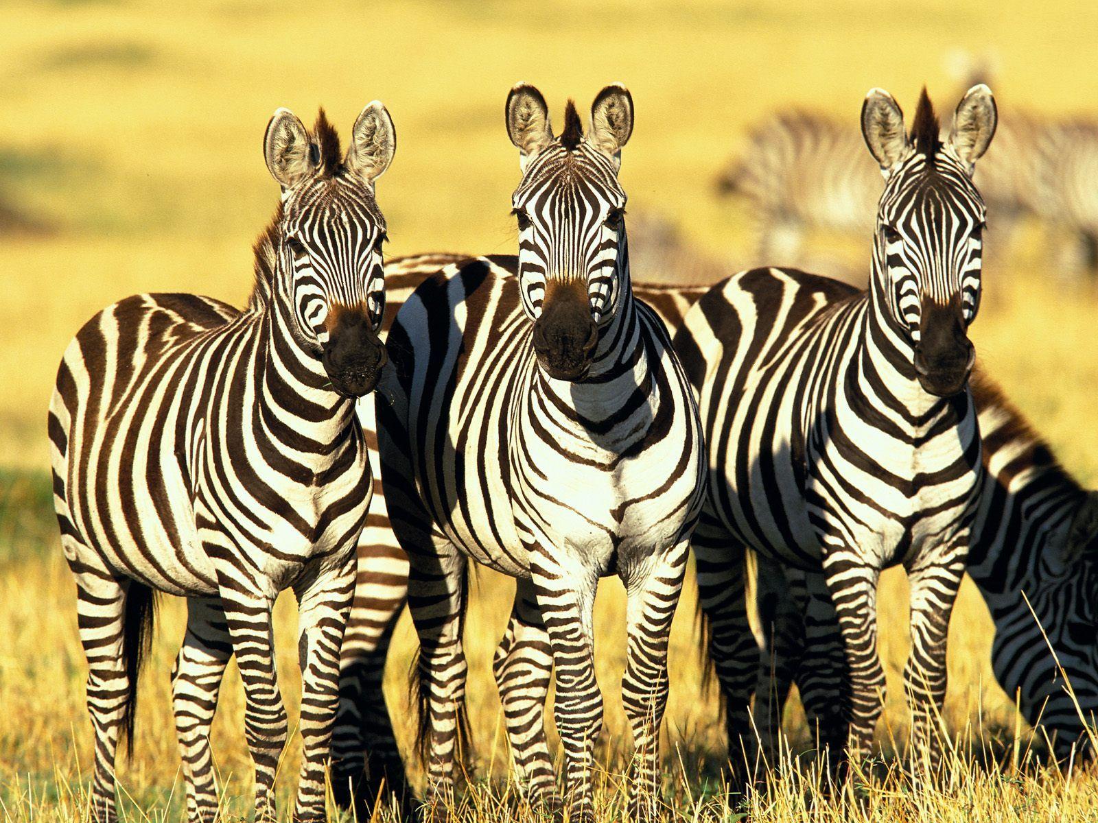 Burchell’s Zebras Masai Mara Kenya Wallpapers