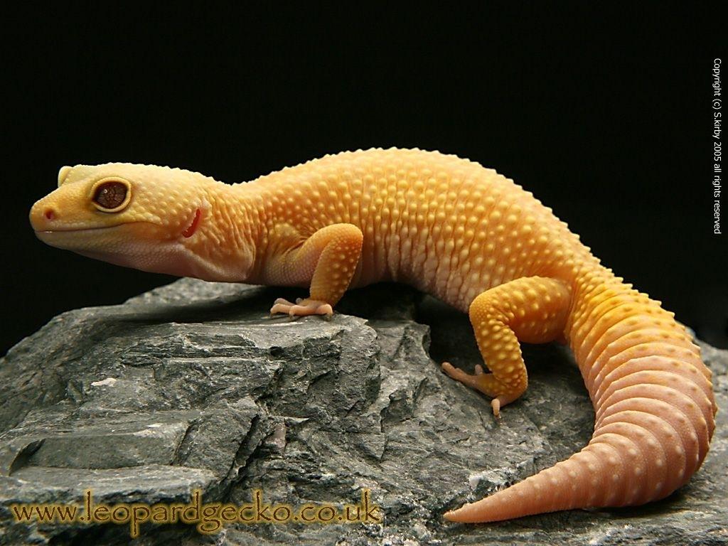 Download Gecko Leopard Wallpapers