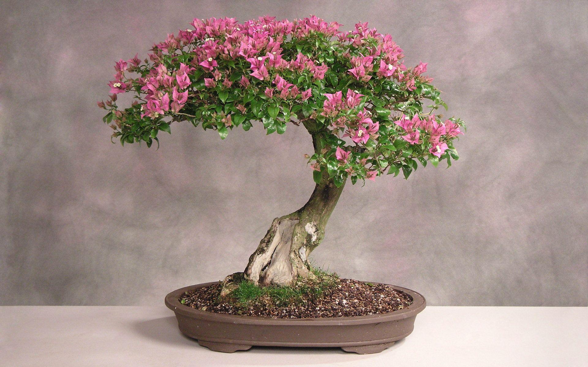 Beautiful Bonsai Tree HD Wallpapers