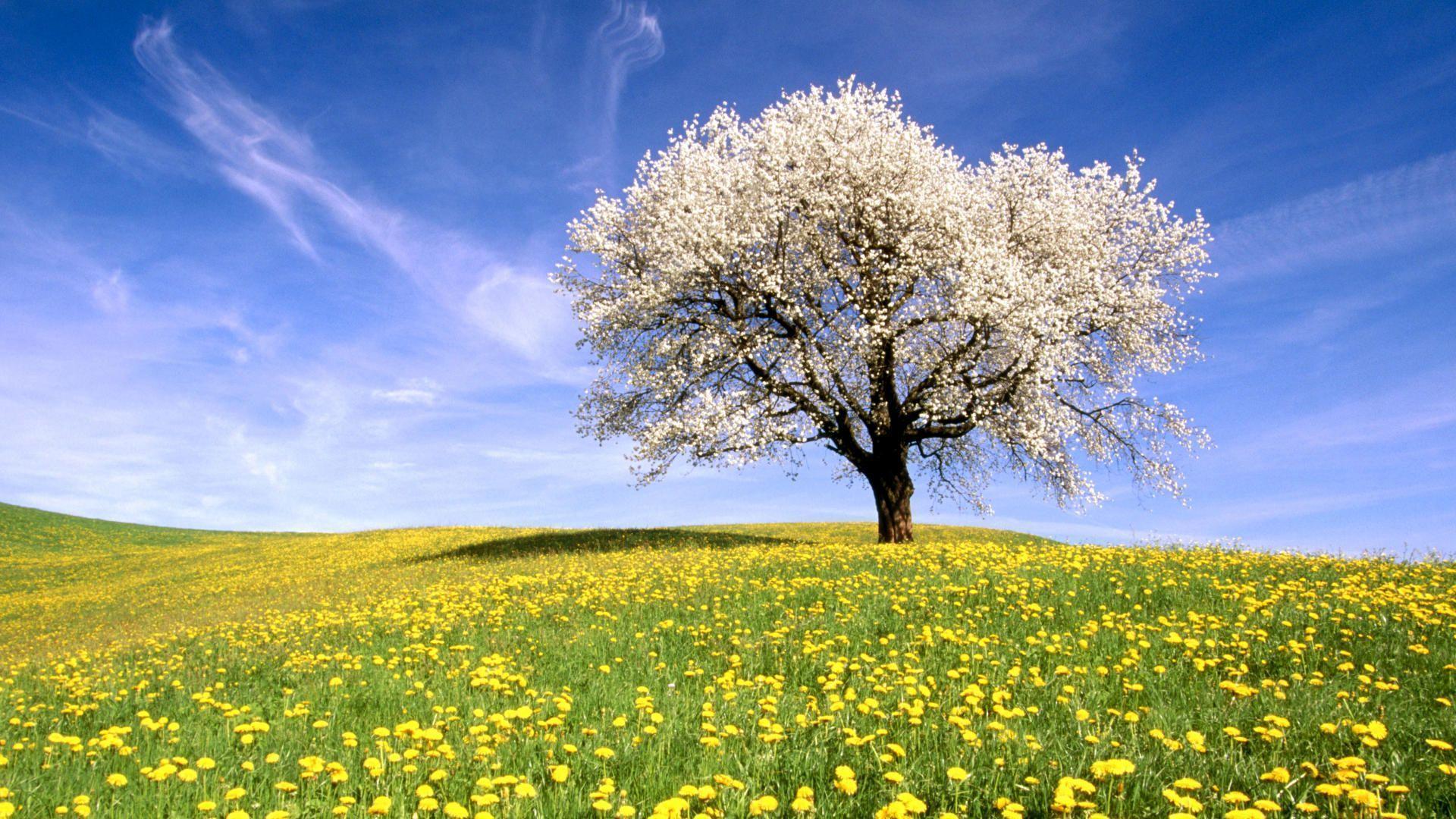 Trees flowers meadows wallpapers