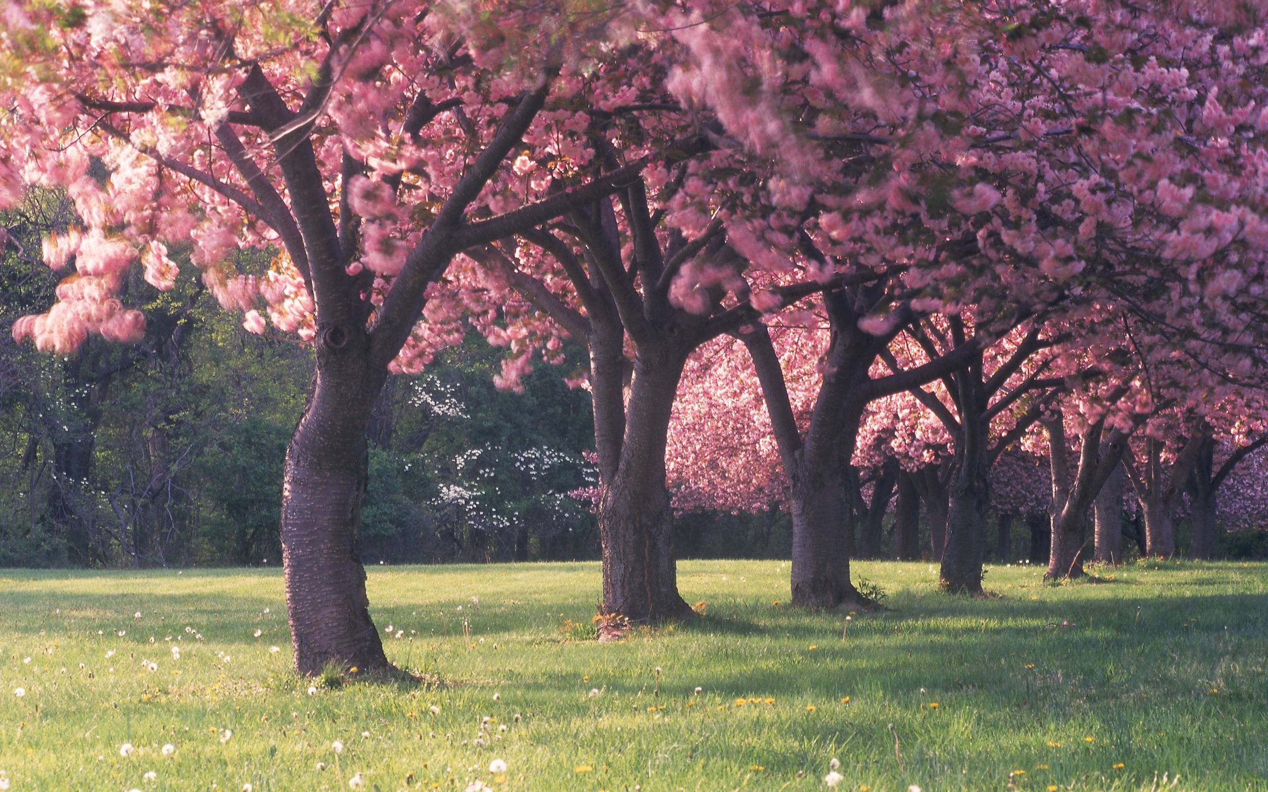 Sakura flower backgrounds Japanese image download