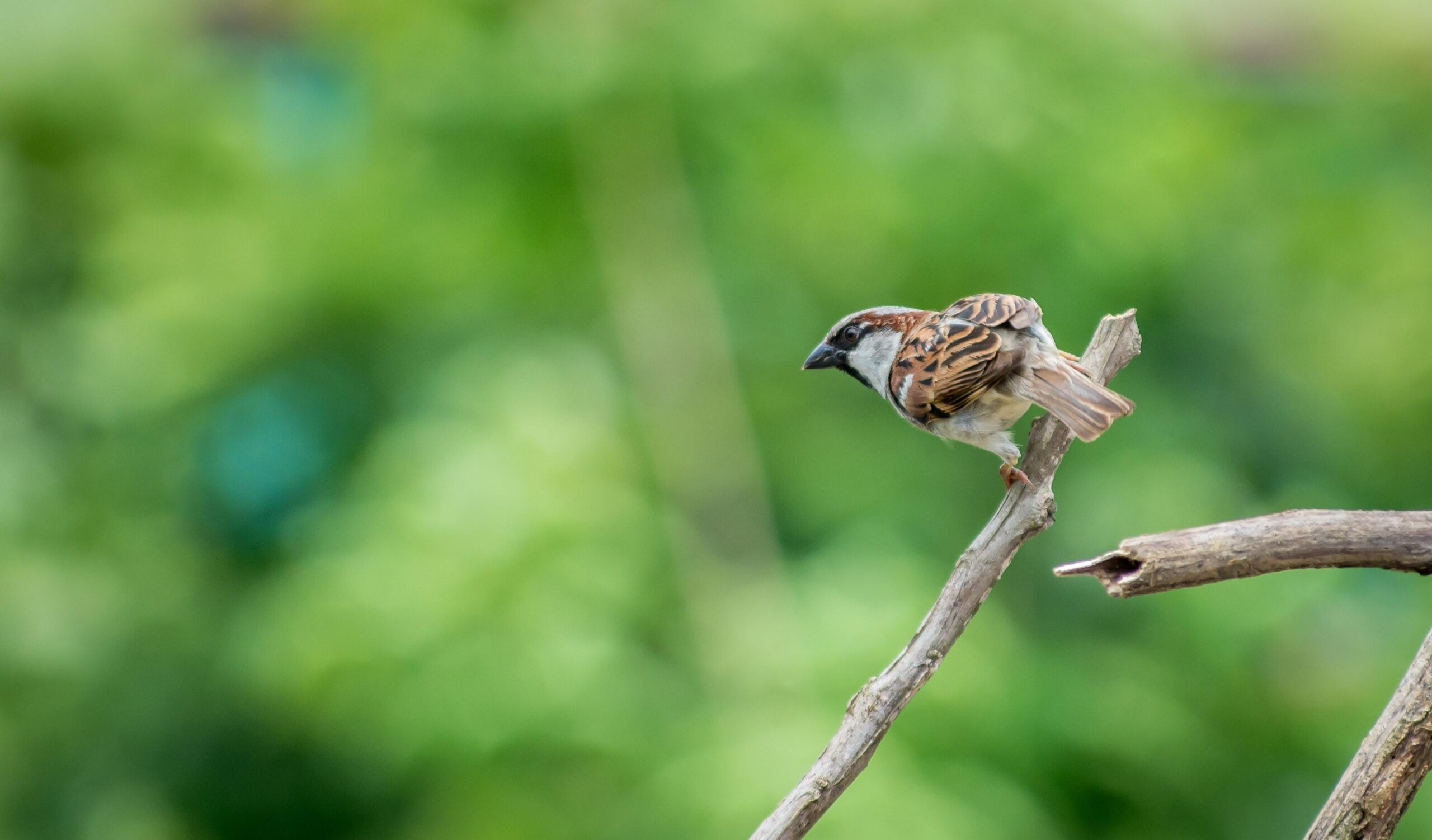 Selective Focus Photography of House Sparrow Perching on