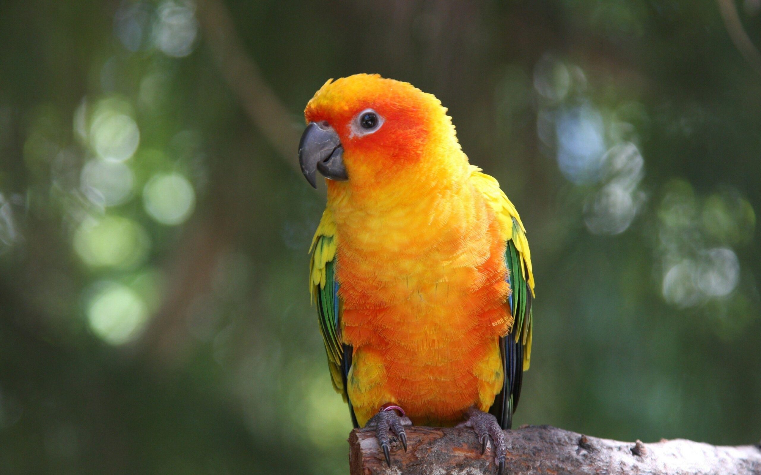 Parrot HD Wallpapers