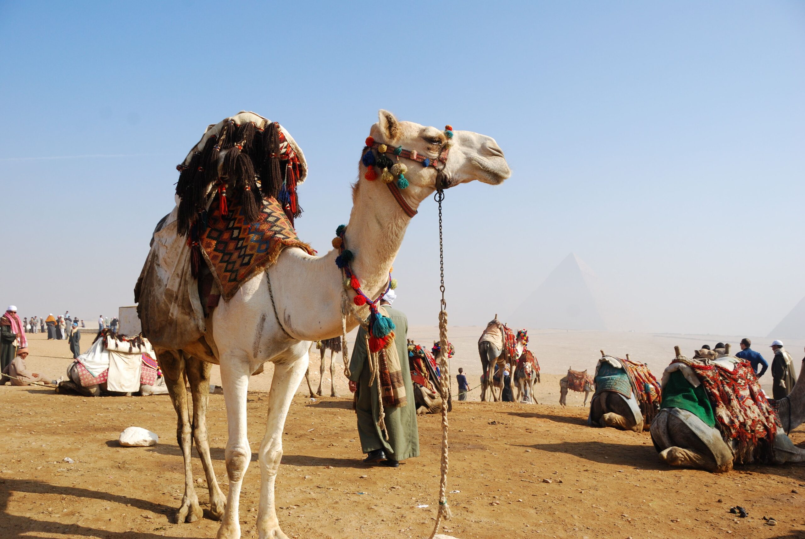 Camel for Riding in Egypt Country HD Animal Wallpapers