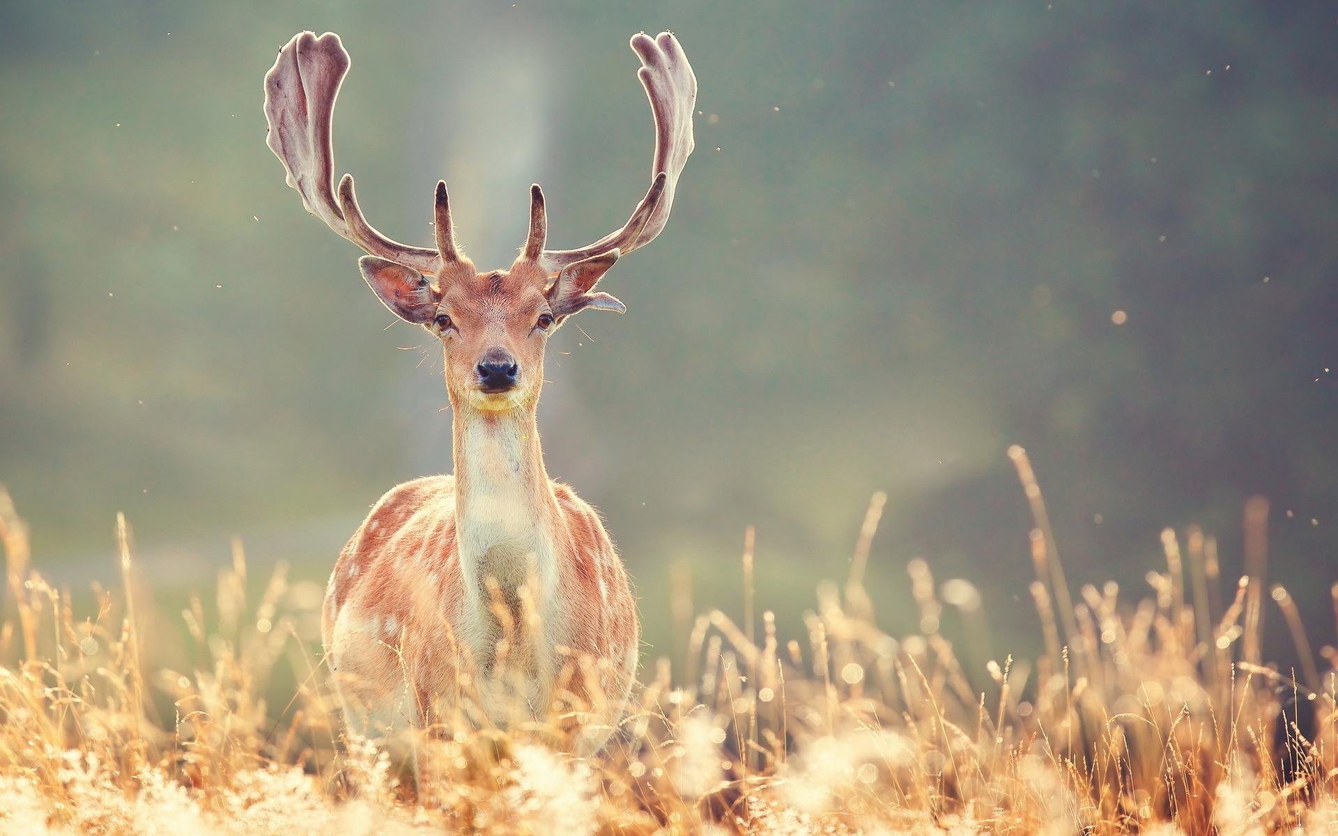 9789 deer wallpapers for desktop