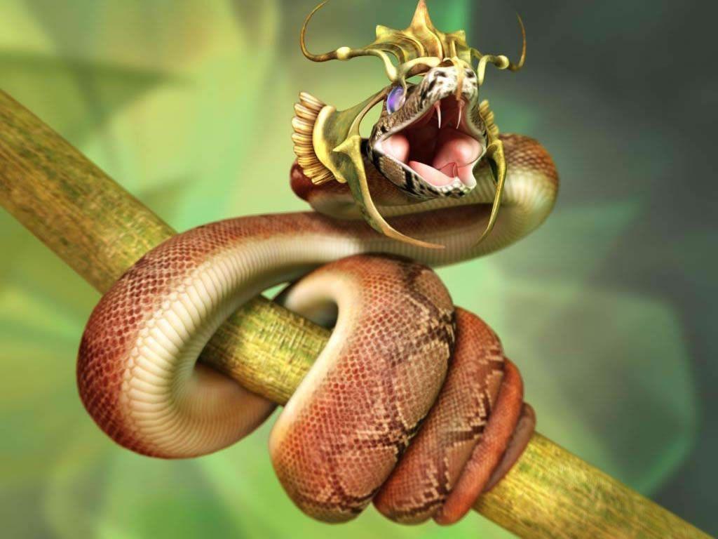 King Cobra Of Snake Wallpapers HD Wallpapers