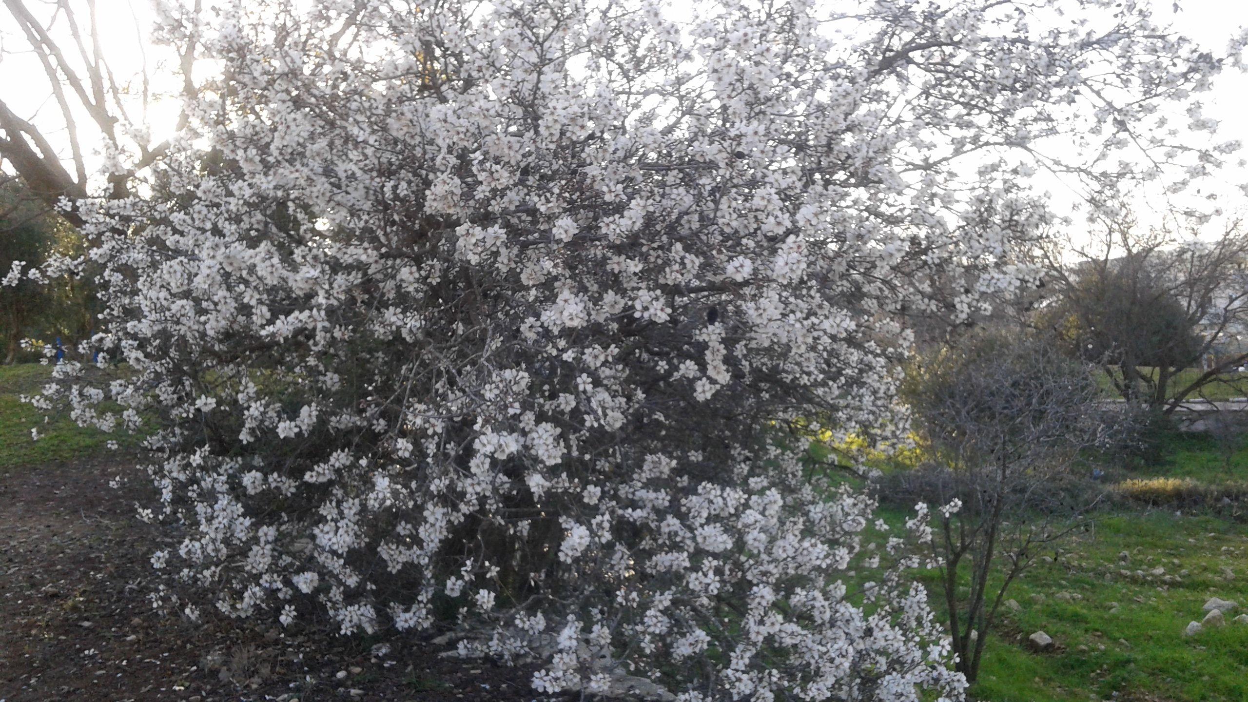 On Guitar and Almond Trees: A Tu B’Shvat Story