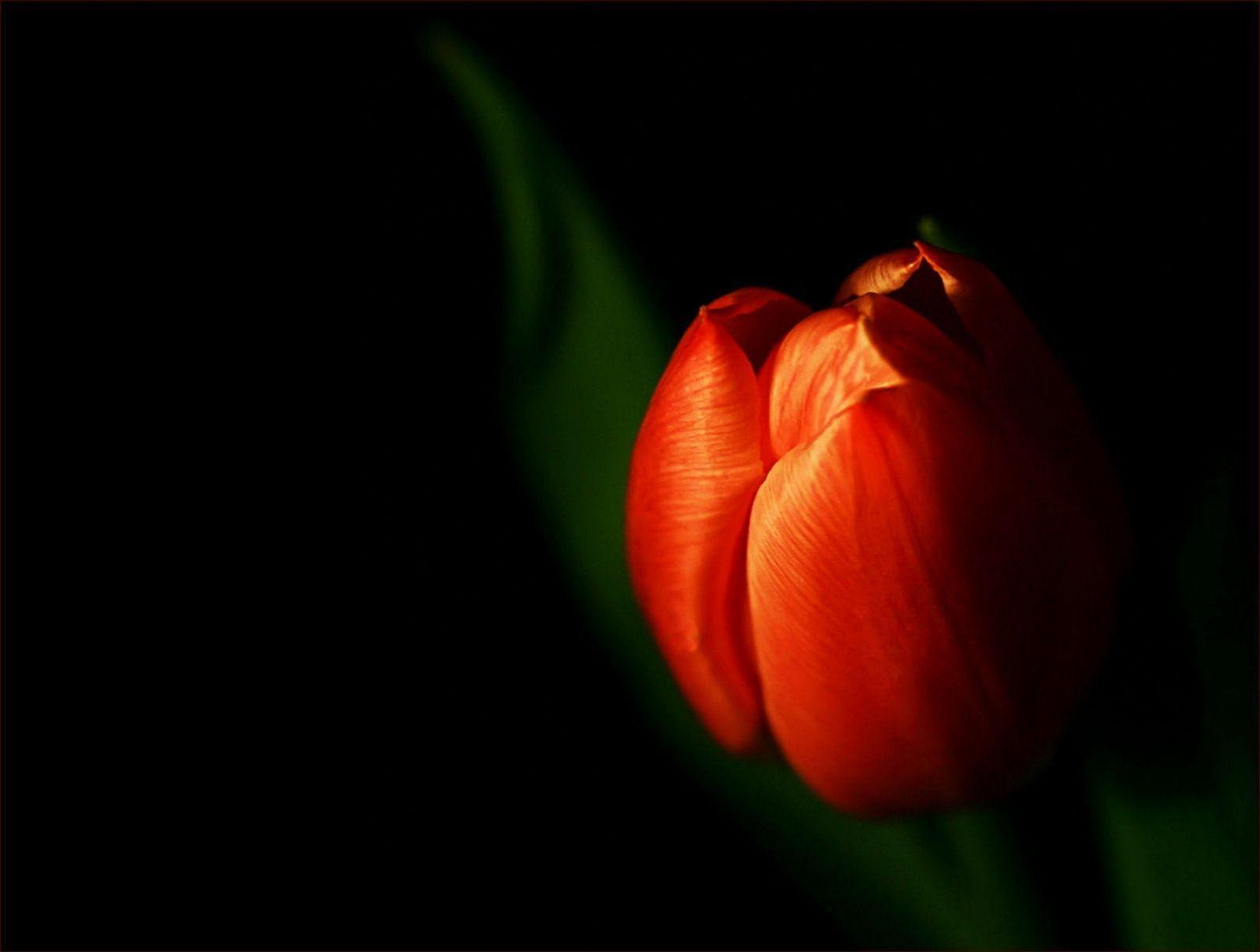 Black Tulip Wallpapers Wallpapers