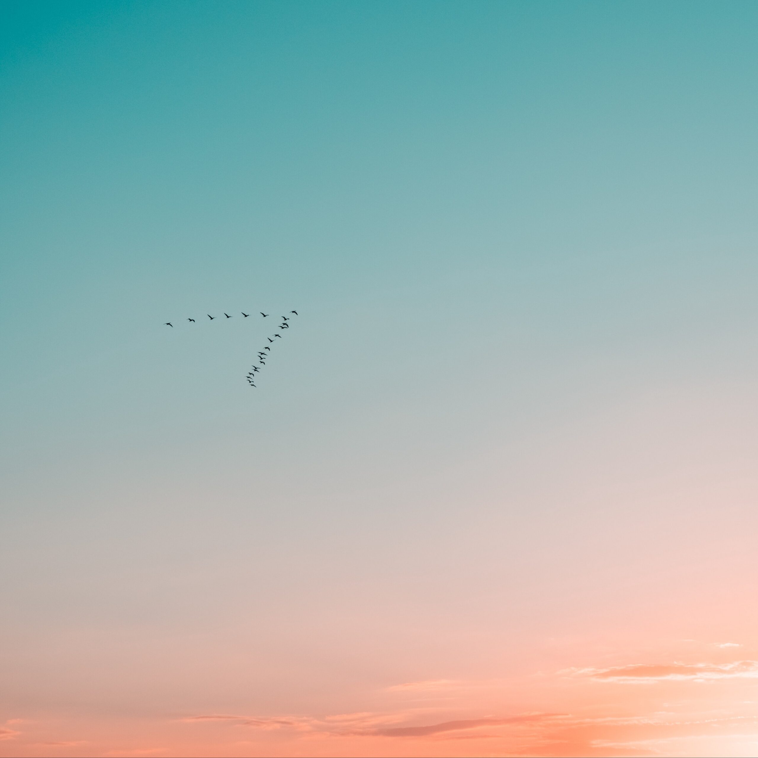 Download wallpapers sky, birds, flight, gradient