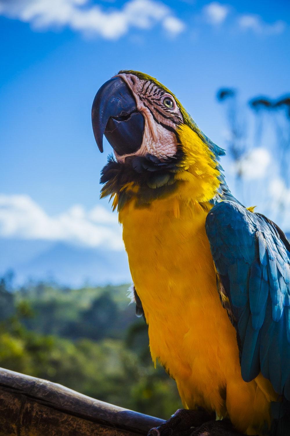 Macaw Pictures [HD]