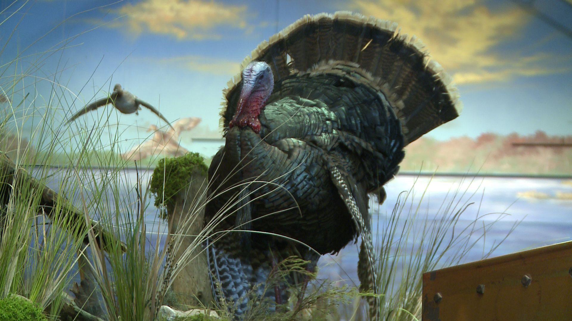 Wild Turkey Wallpapers