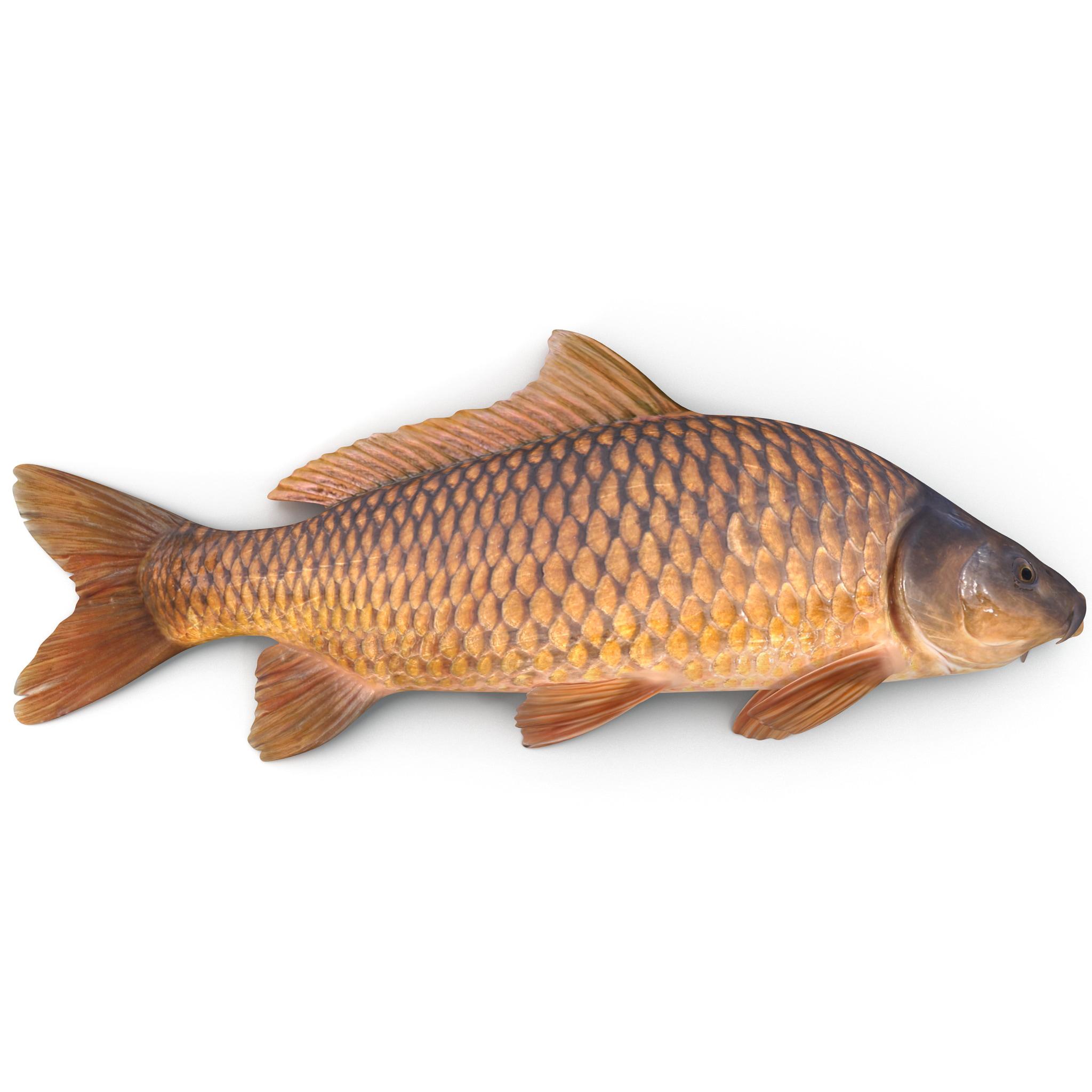 Carp Wallpapers High Quality