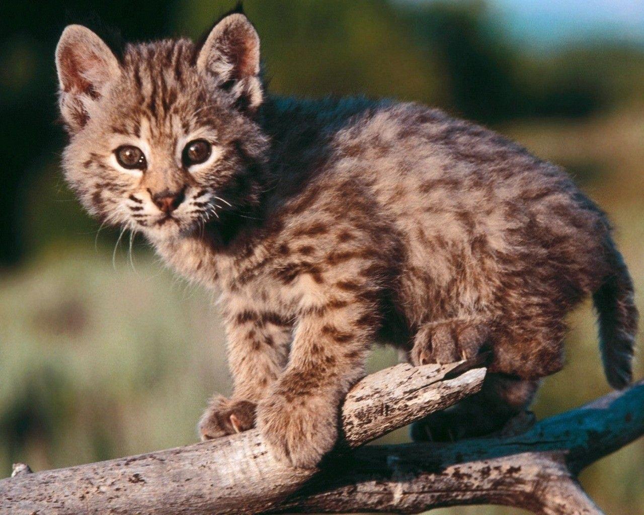 animals bobcats baby animals hd wallpapers