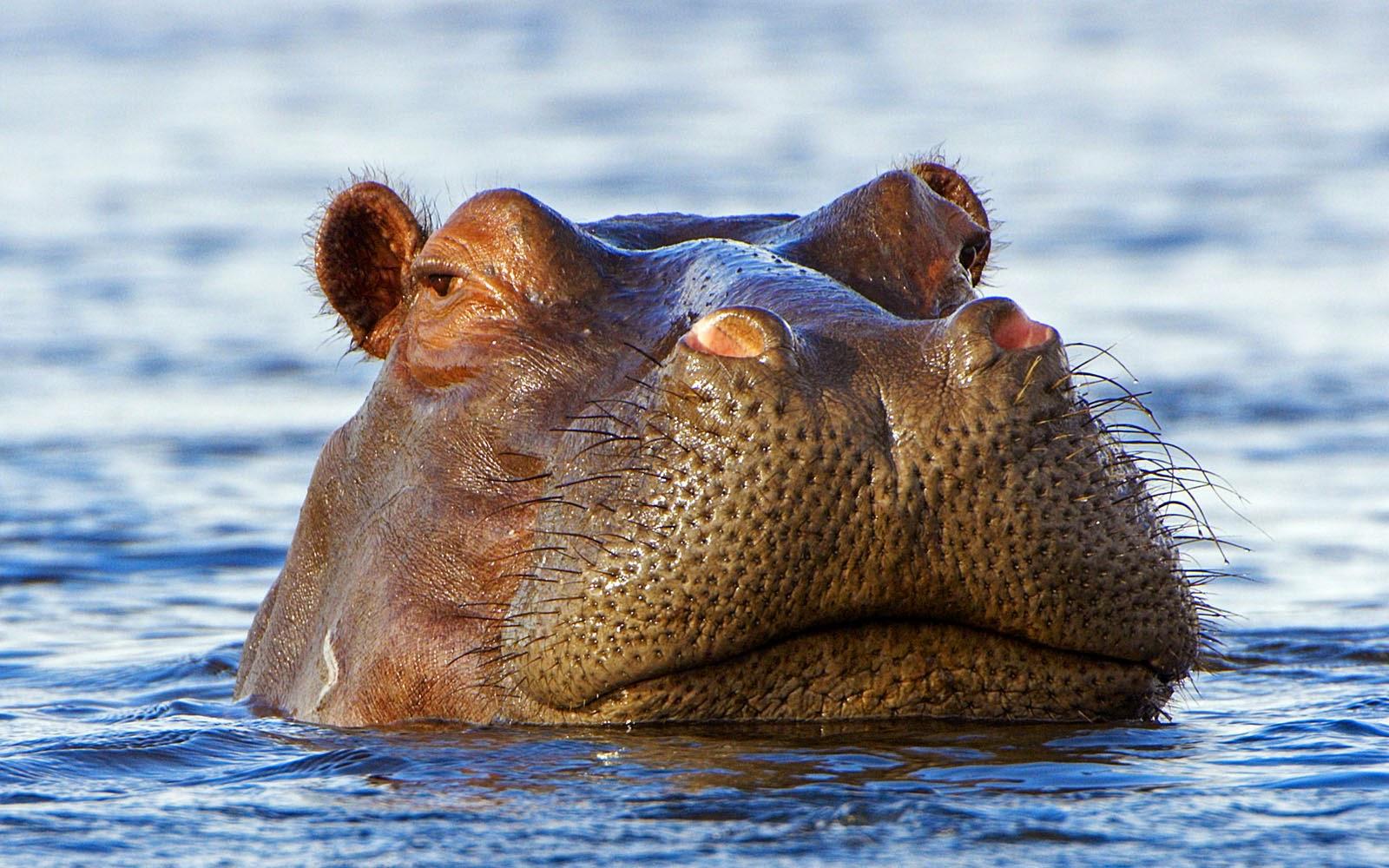 wallpapers: Hippopotamus Wallpapers