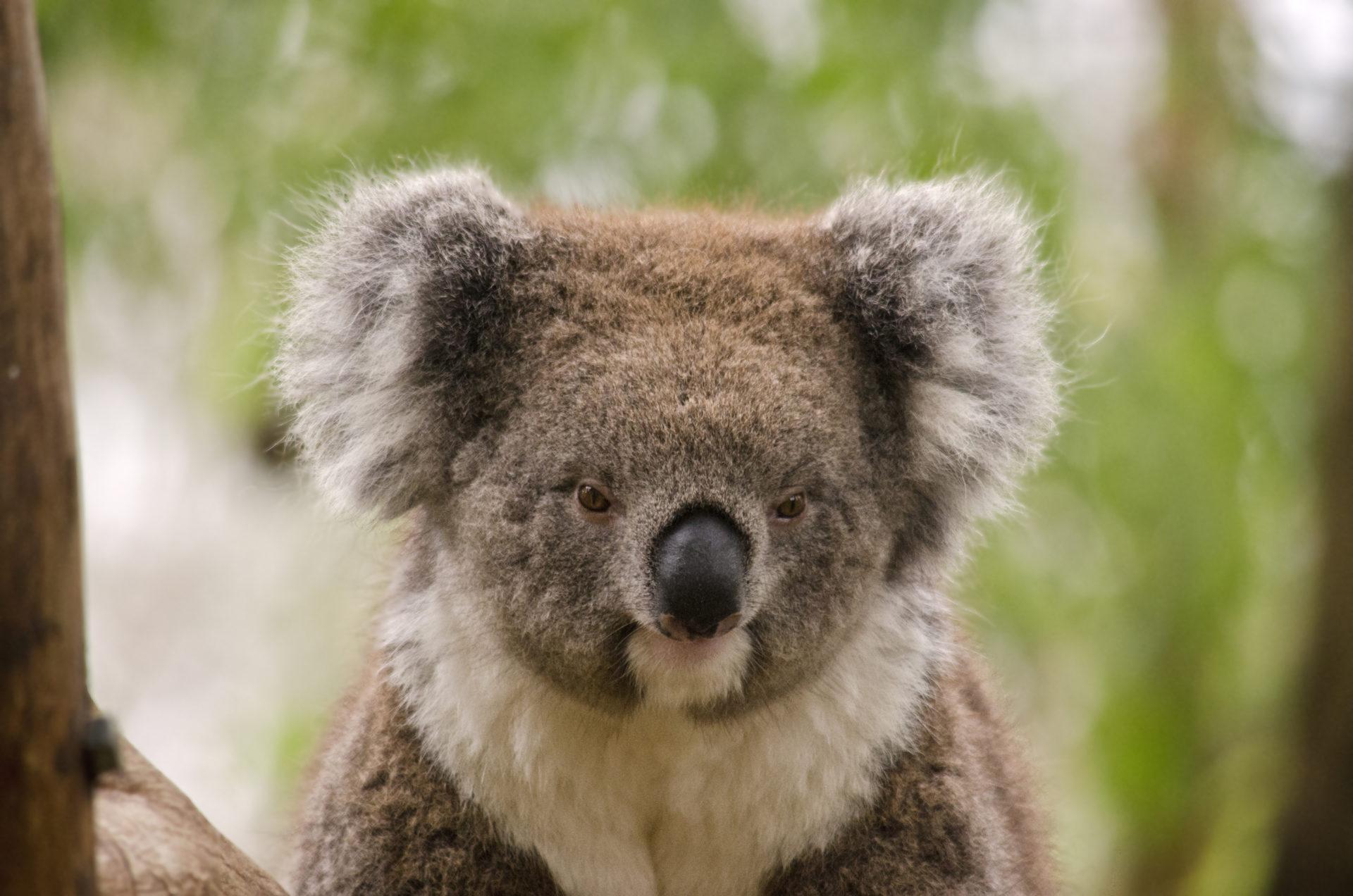 My Koala HD Wallpapers New Tab Theme