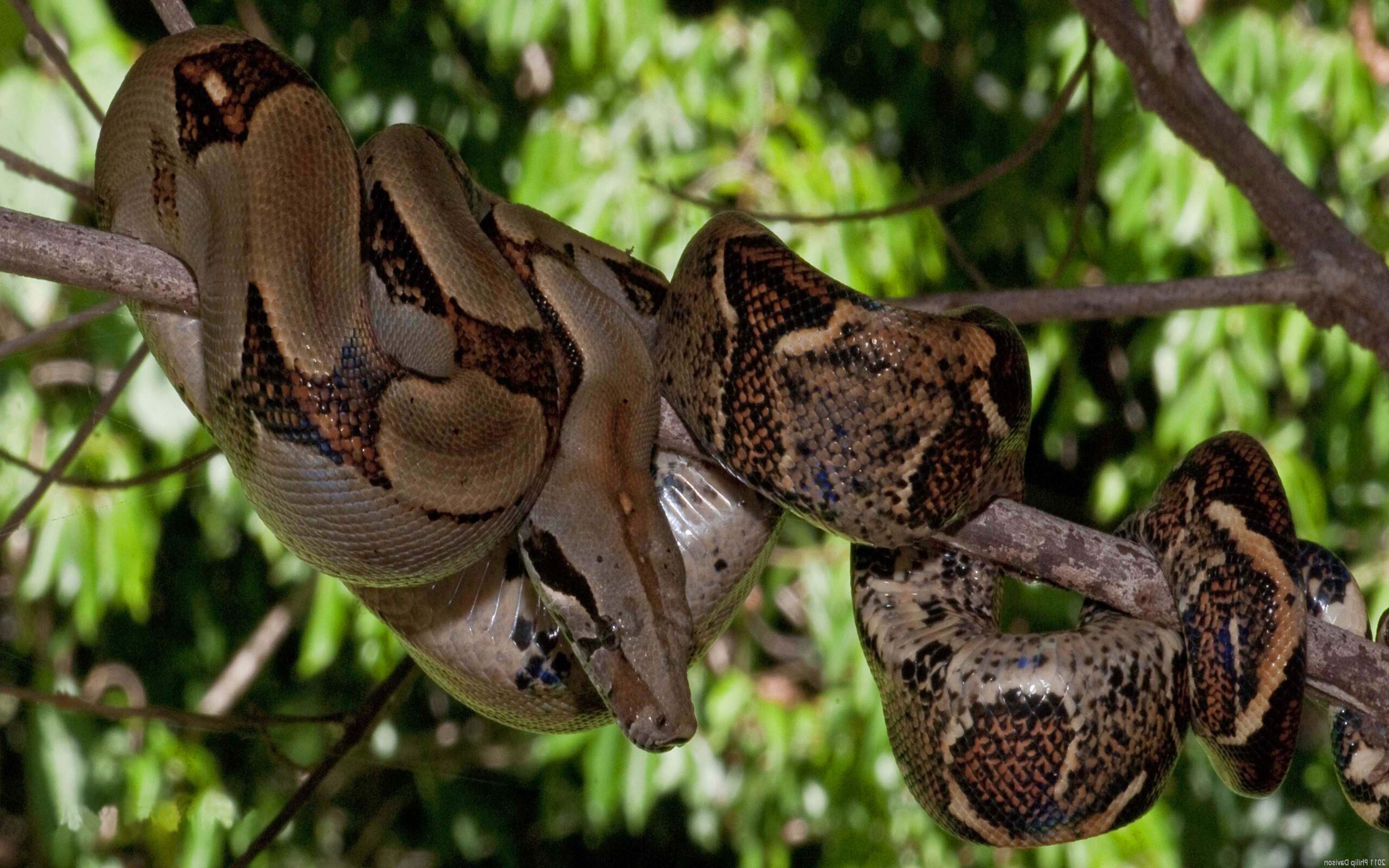 Boa Constrictor Or Red Tail Boa Kind Of Big Snake Heavy Body Member