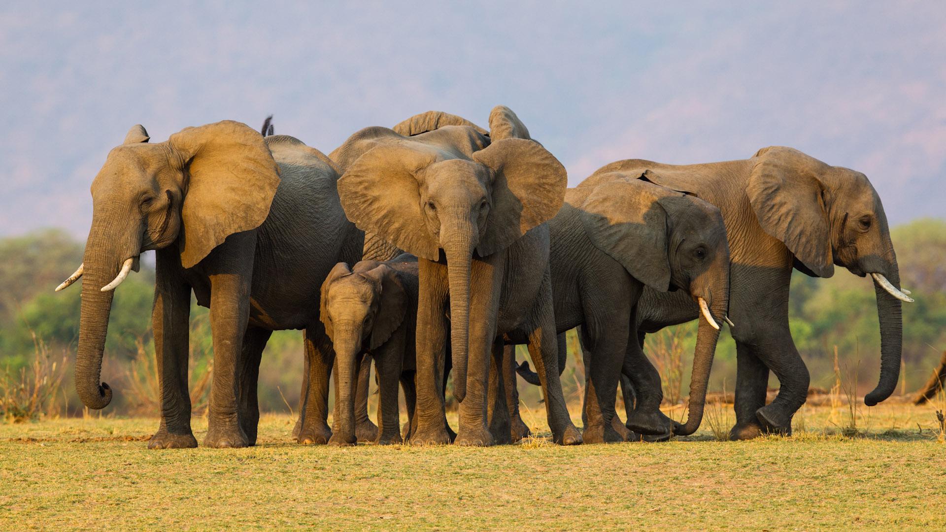 Lower Zambezi National Park, Zambia