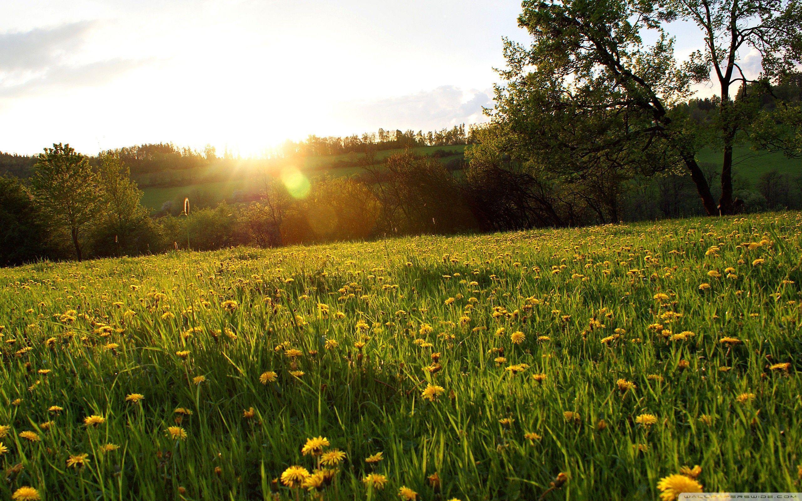 Spring Meadow HD desktop wallpapers : High Definition : Fullscreen