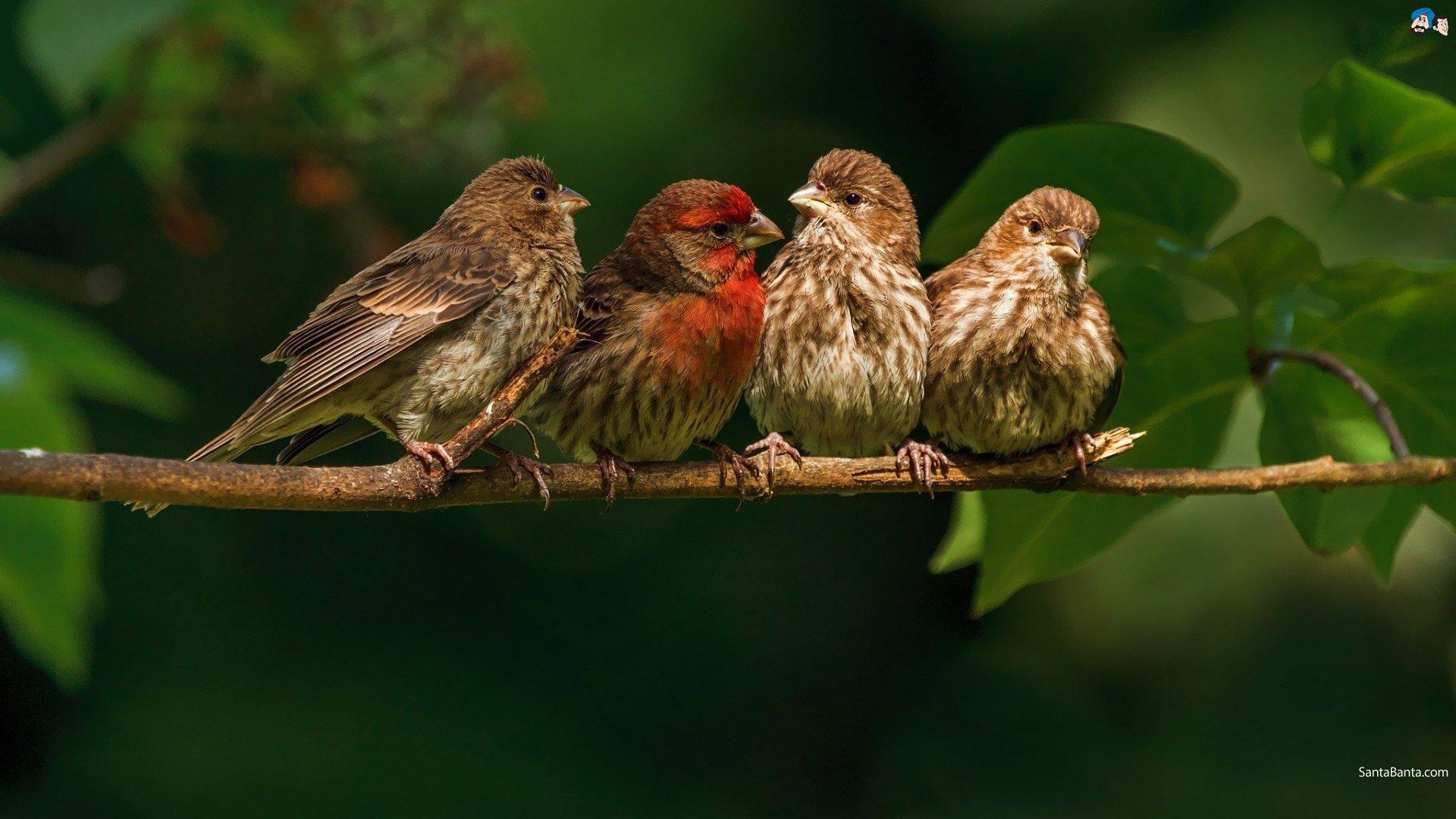 finch, Bird, Finches, 8 Wallpapers HD / Desktop and Mobile