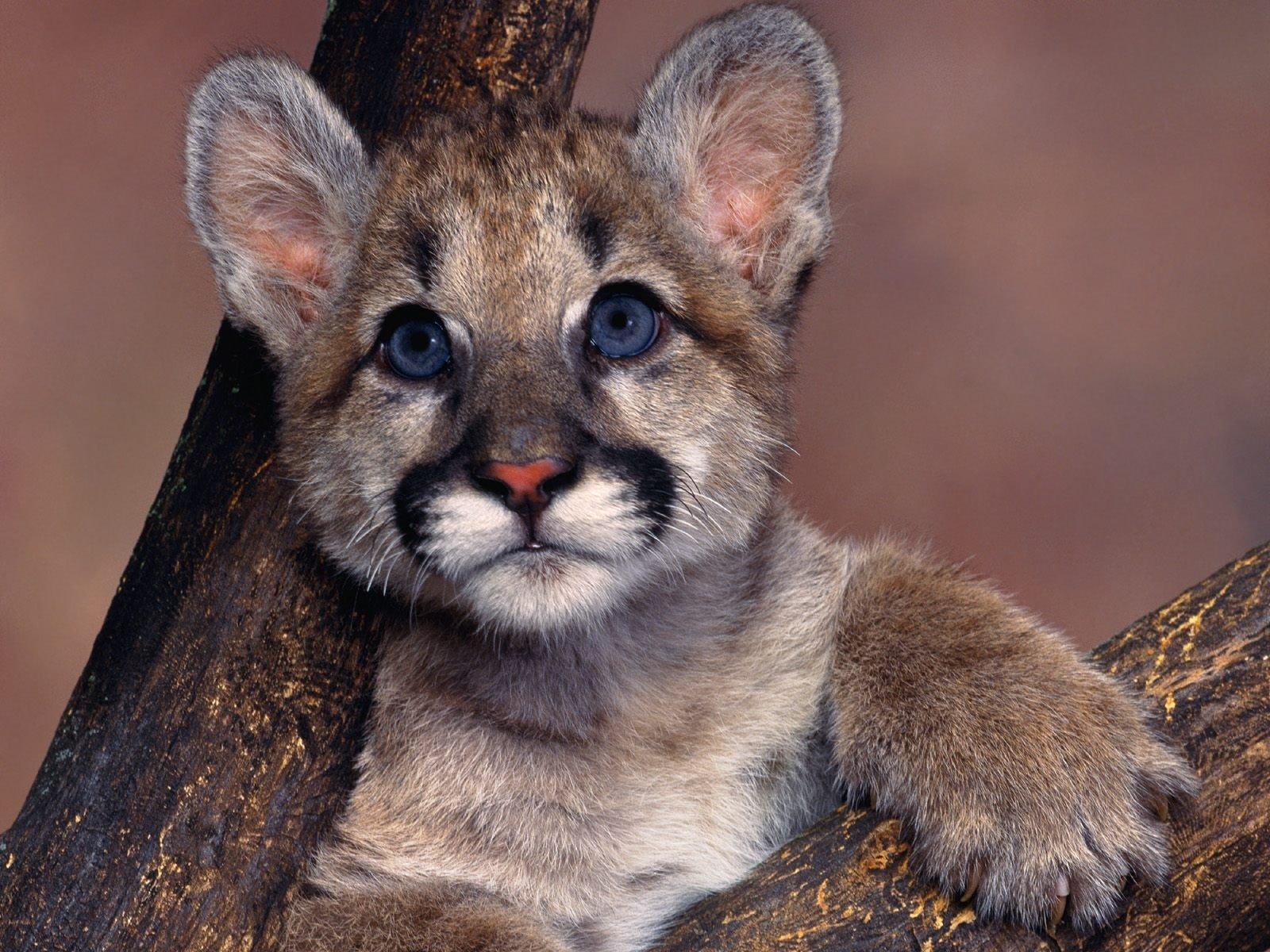 cougar, Puma, Blue, Eyes, Cute, Baby, Animal Wallpapers HD